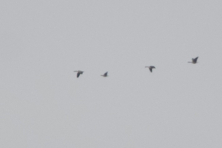 Cackling Goose - ML645302084