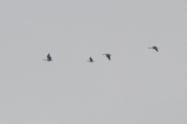 Cackling Goose - ML645302085