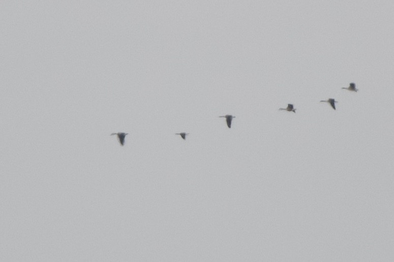 Cackling Goose - ML645302086