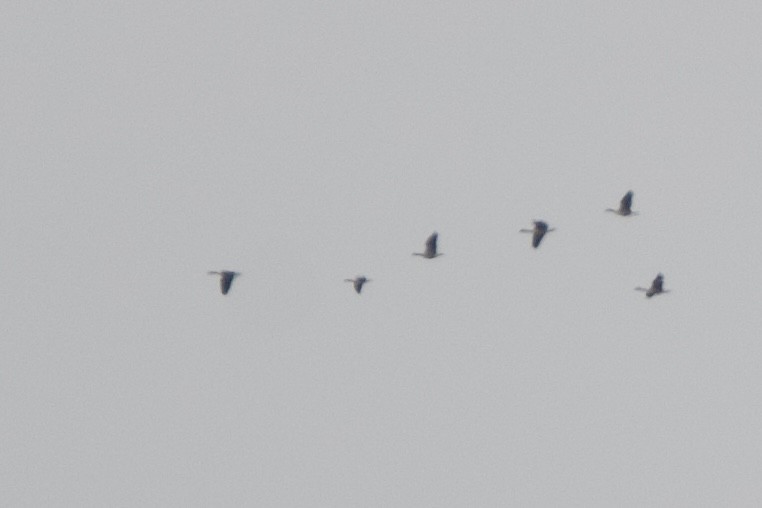 Cackling Goose - ML645302087