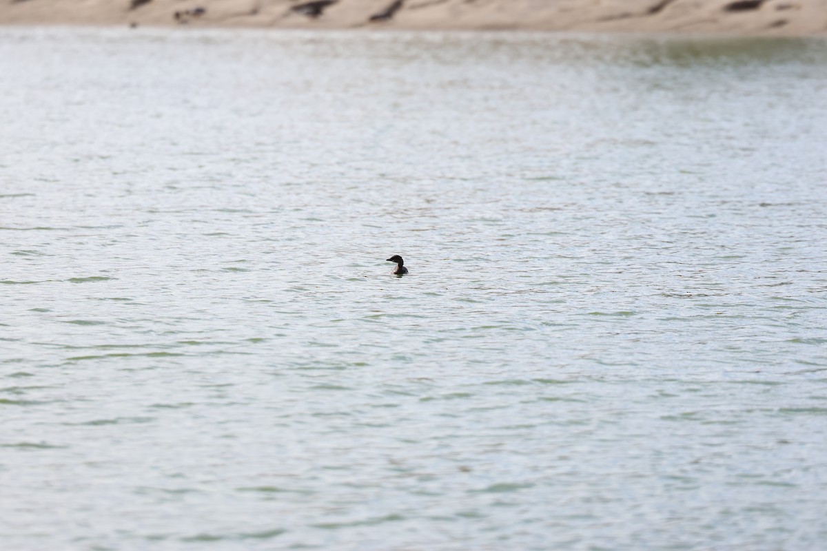 オビハシカイツブリ - ML645302095