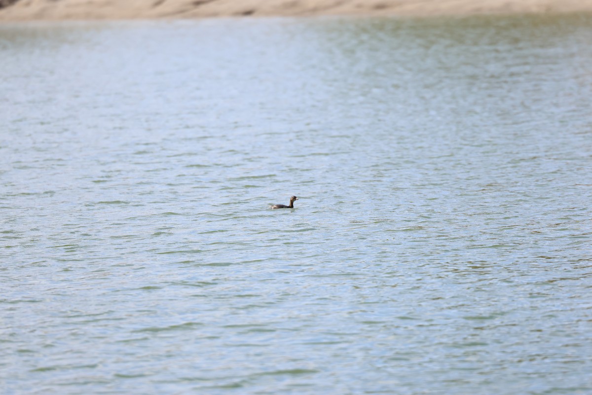 オビハシカイツブリ - ML645302098