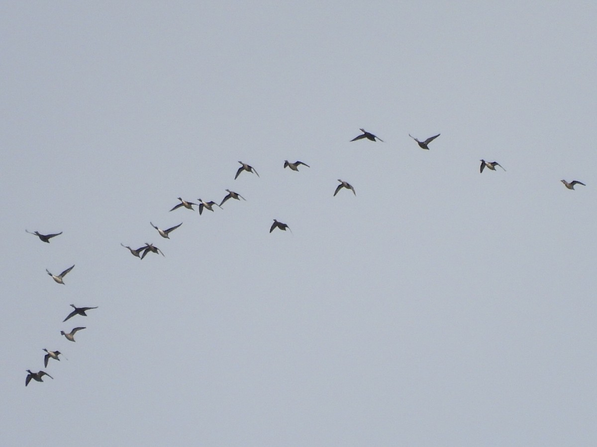 Northern Pintail - ML645302099