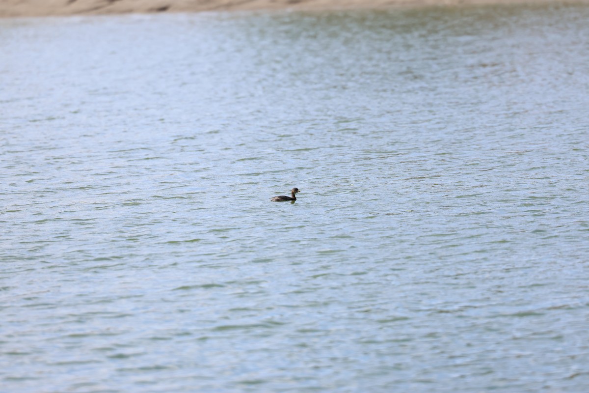 オビハシカイツブリ - ML645302105