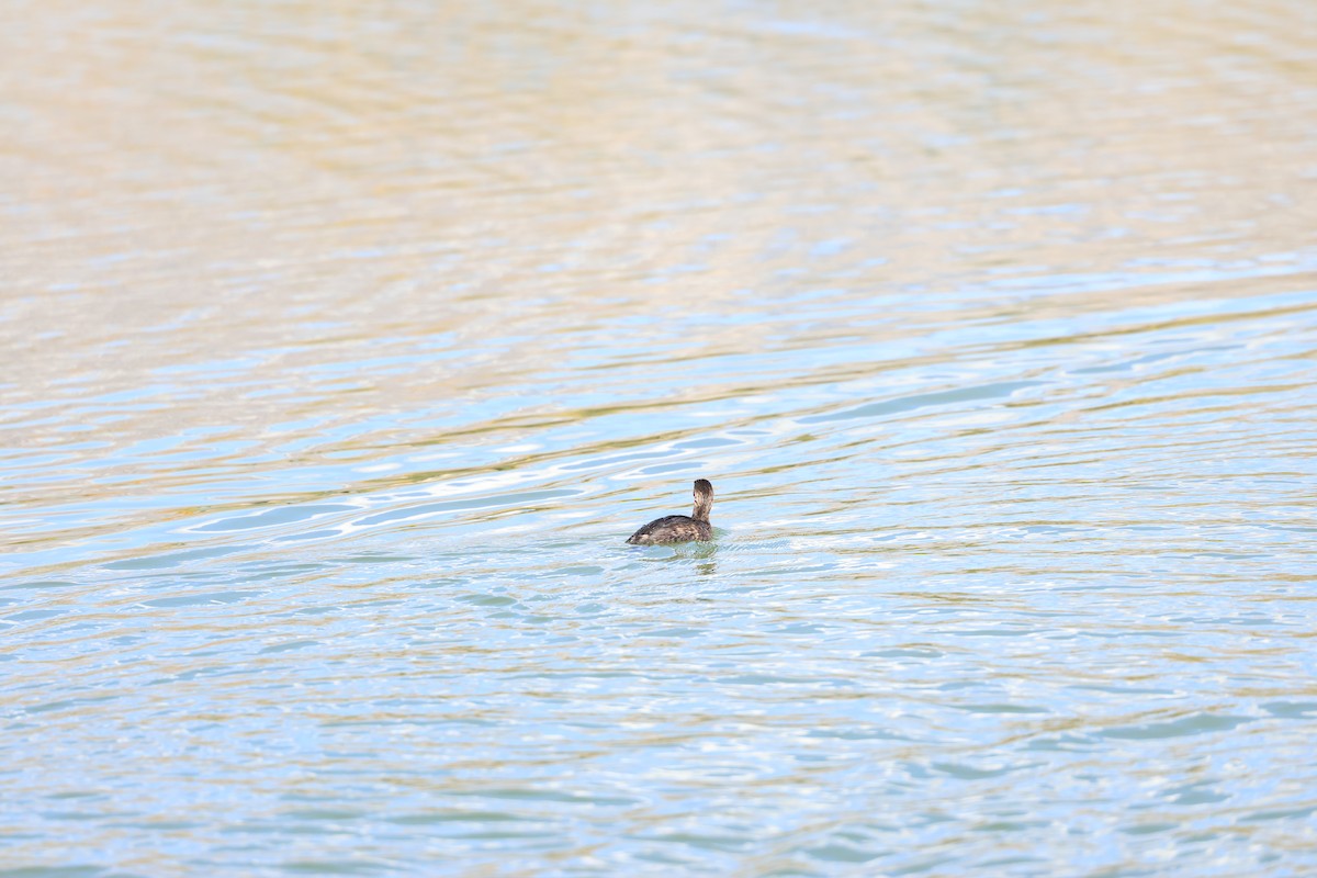 オビハシカイツブリ - ML645302110