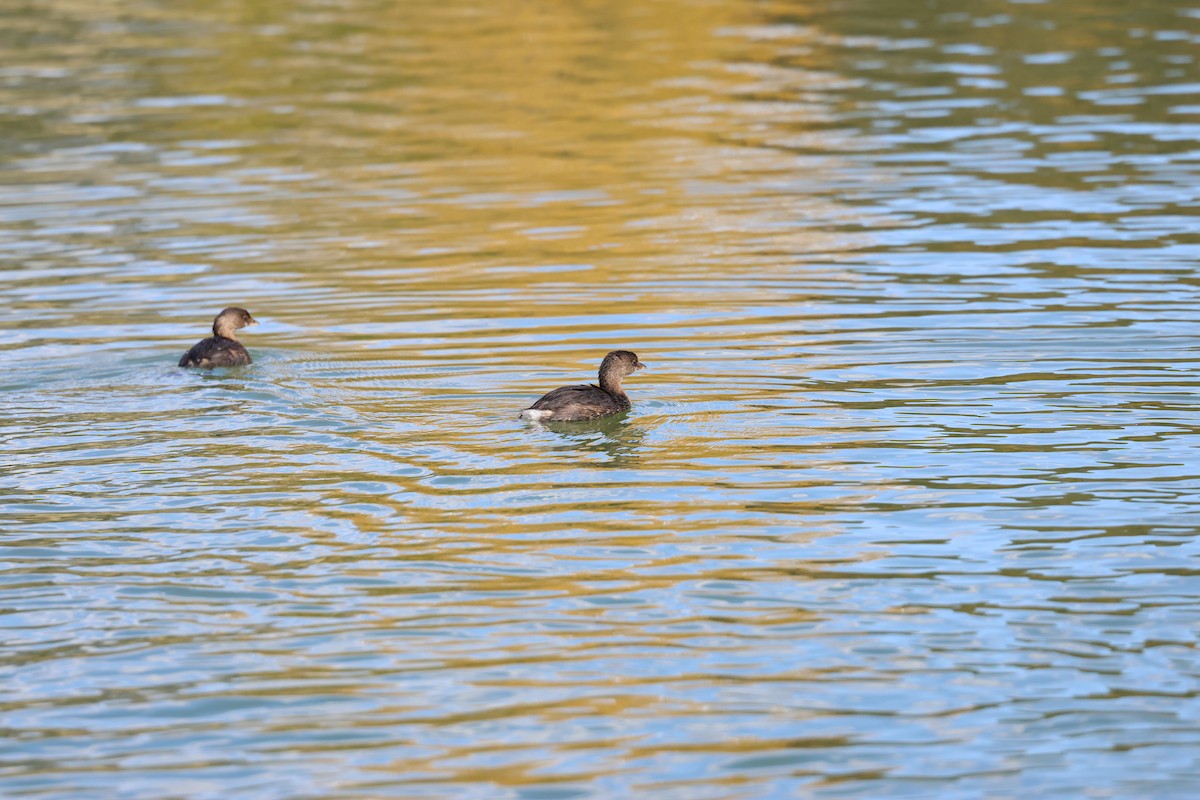 オビハシカイツブリ - ML645302111