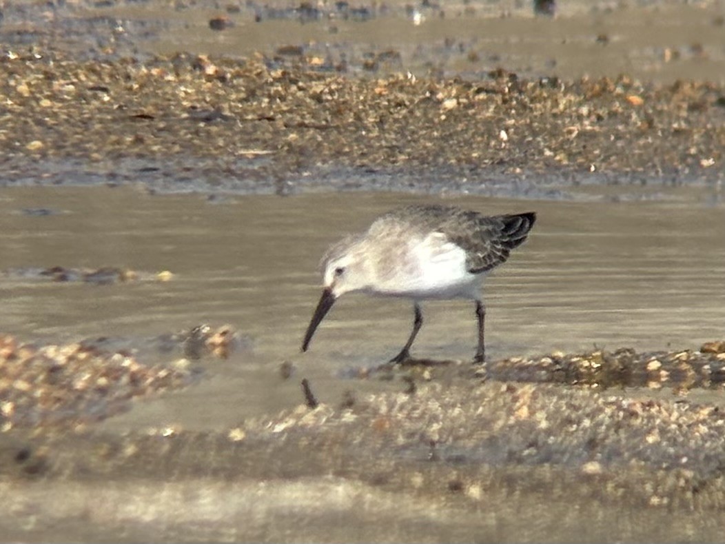 Dunlin - ML645302113