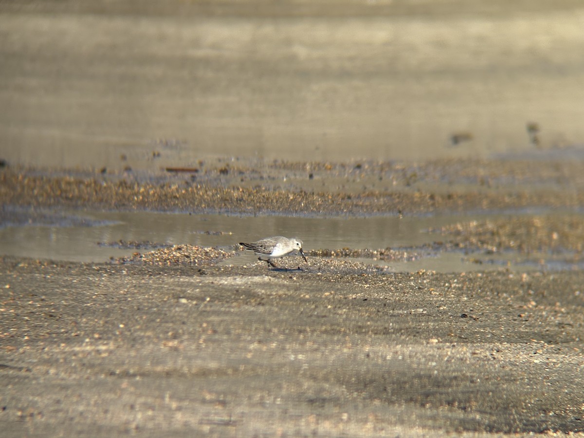 Dunlin - ML645302114