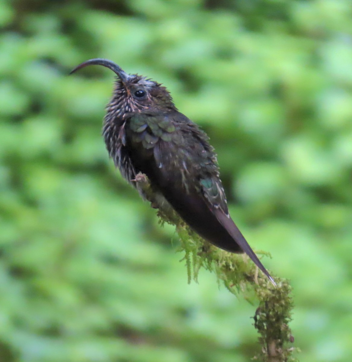 White-tipped Sicklebill - ML645302116