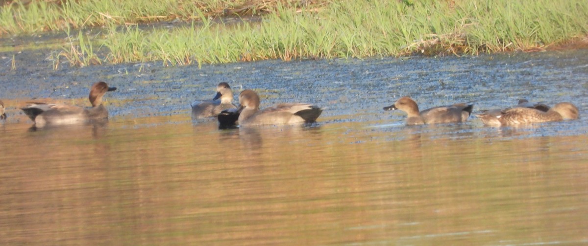 Нерозень - ML645302118