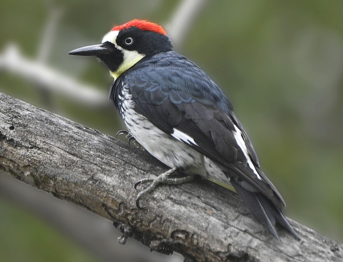 Acorn Woodpecker - ML645302120