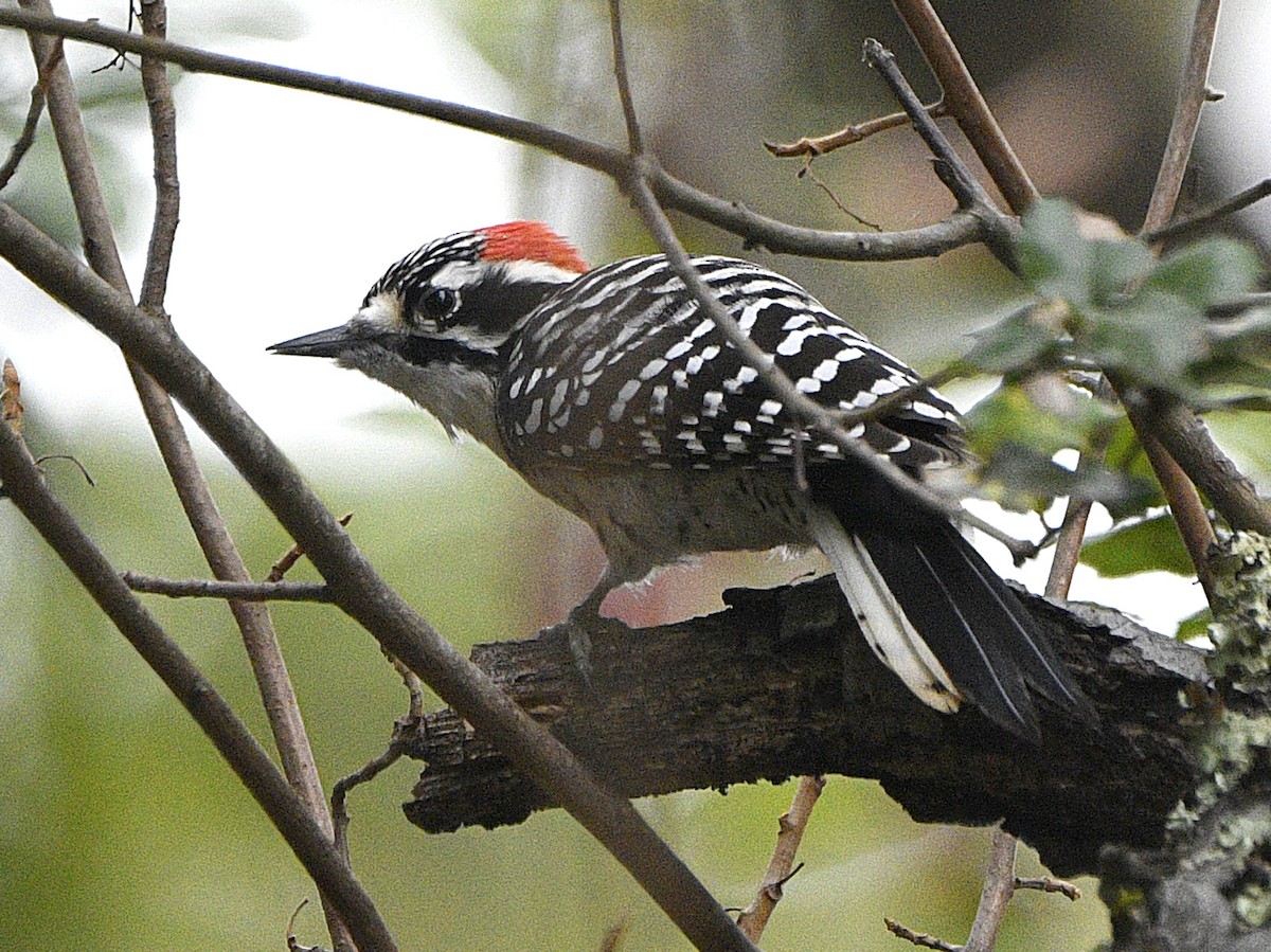 Nuttall's Woodpecker - ML645302135