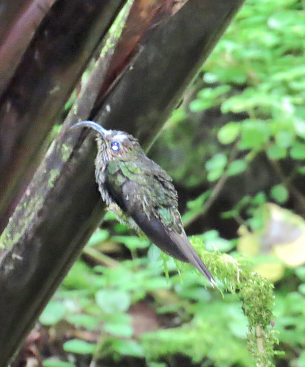 White-tipped Sicklebill - ML645302151