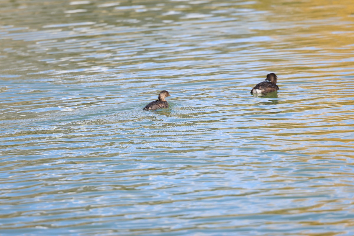 オビハシカイツブリ - ML645302158