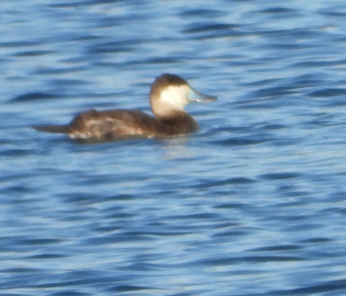 kobberand - ML645302168