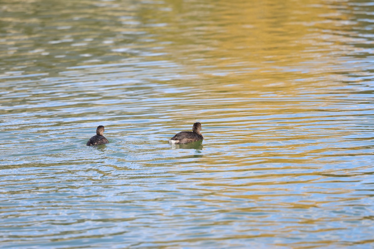 オビハシカイツブリ - ML645302171