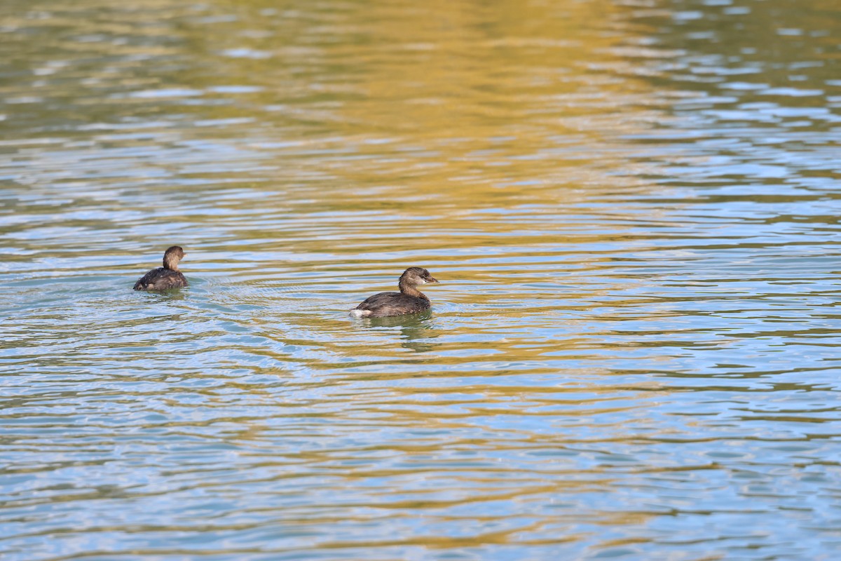 オビハシカイツブリ - ML645302179