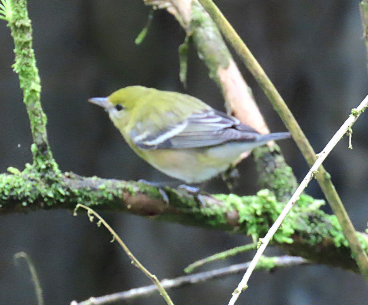 Пісняр-лісовик каштановий - ML645302183