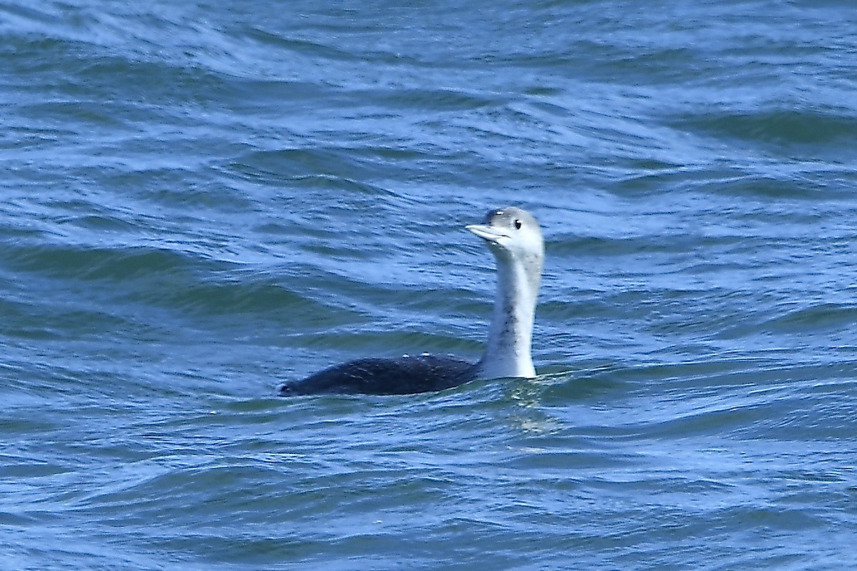 צוללן אדום-גרון - ML645302185