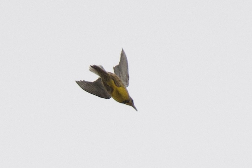 Eastern Meadowlark (Eastern) - ML645302186
