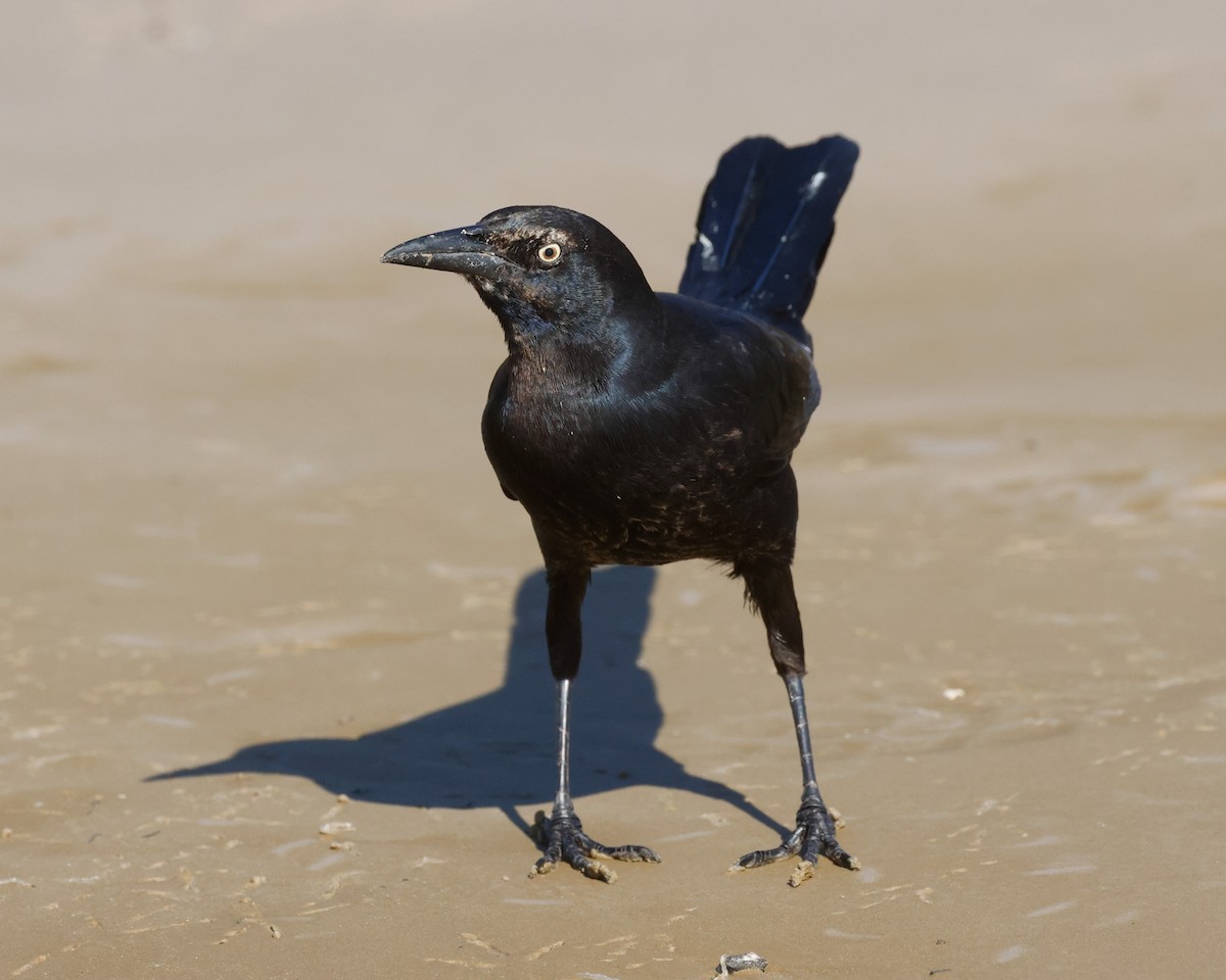 Great-tailed Grackle - ML645302191