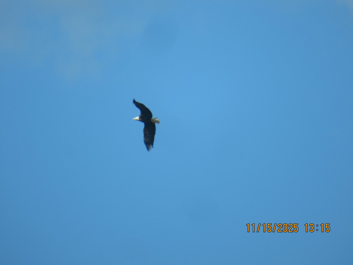 Bald Eagle - ML645302194