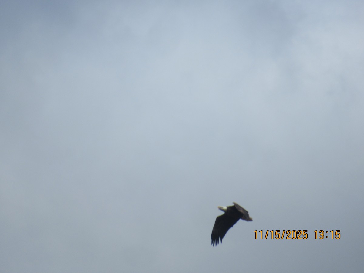 Bald Eagle - ML645302195