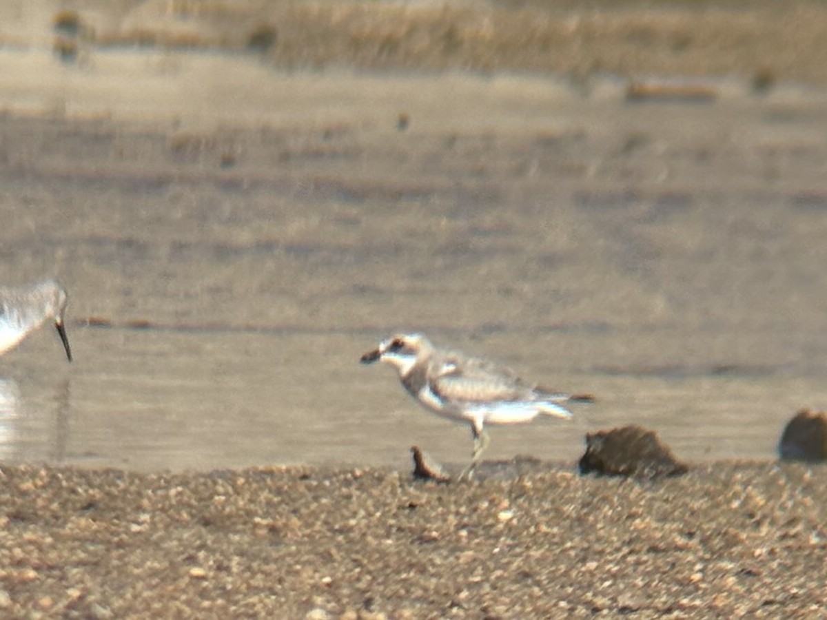 Little Ringed Plover - ML645302202