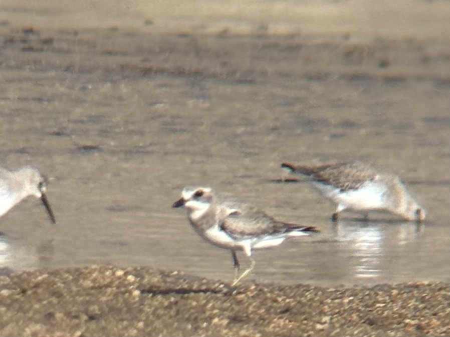 Little Ringed Plover - ML645302203