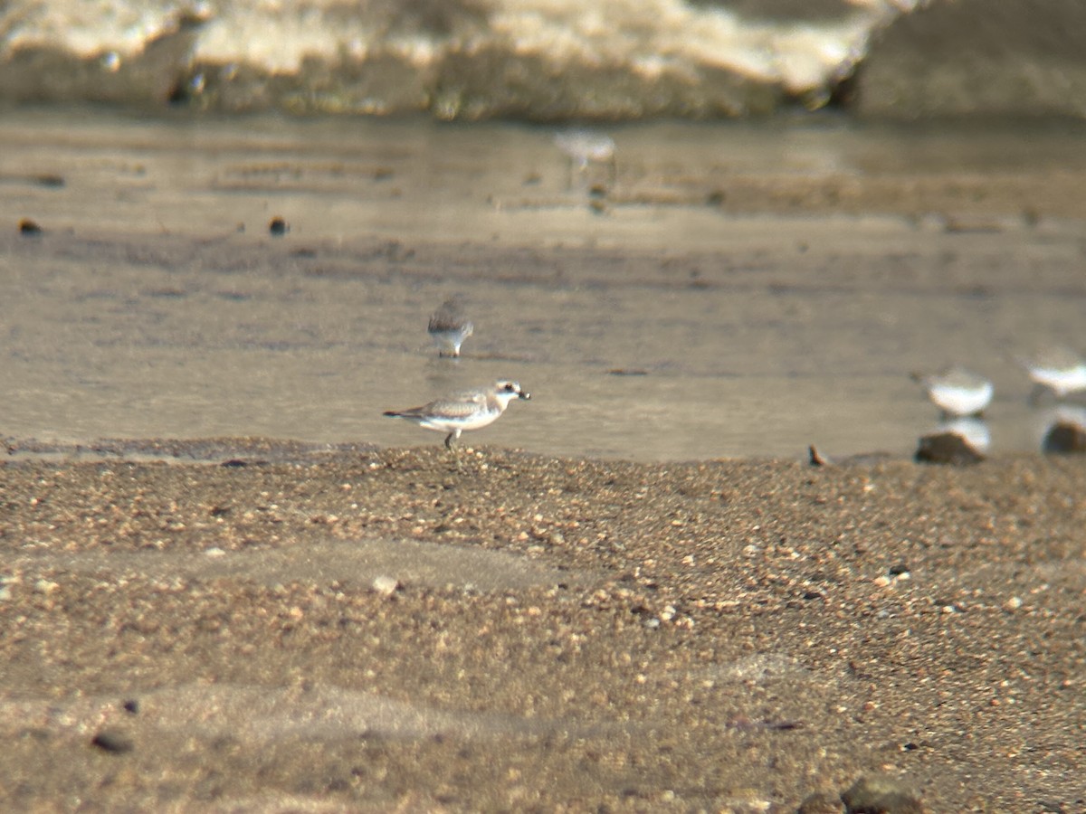 Little Ringed Plover - ML645302204