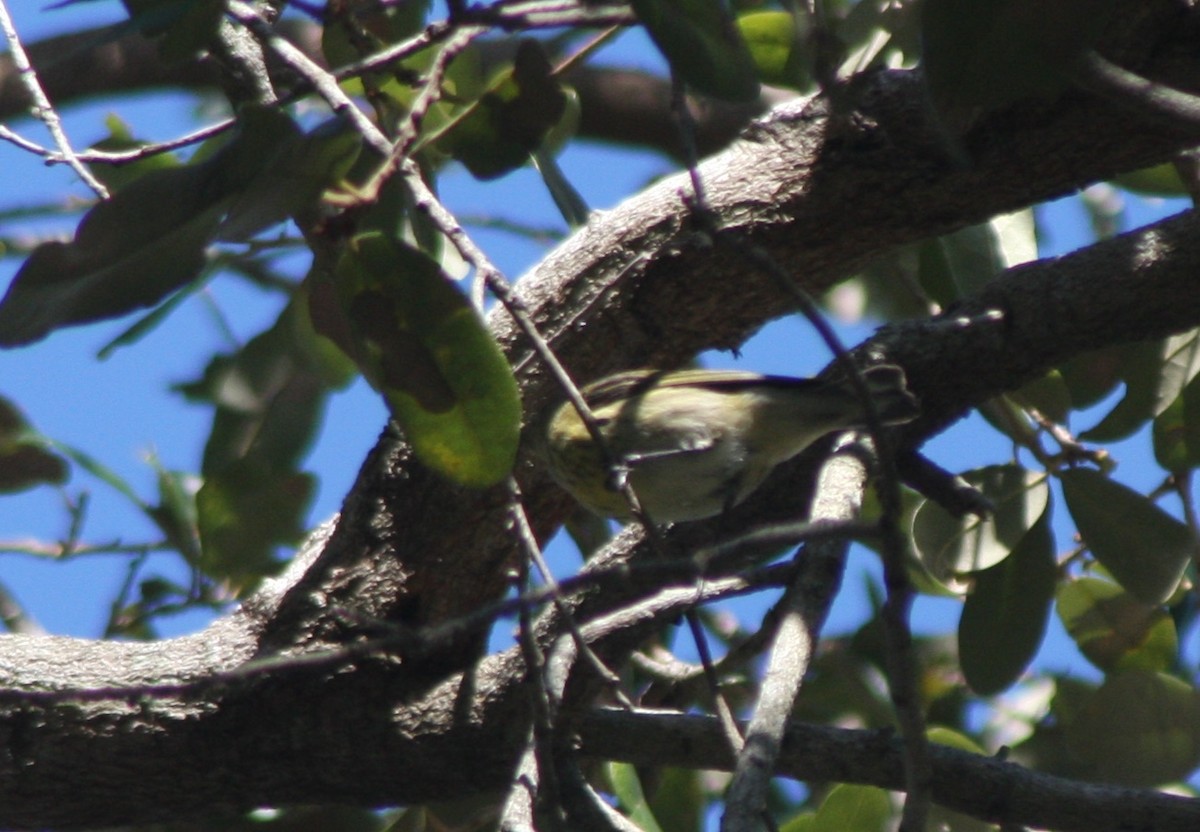 ホオアカアメリカムシクイ - ML645302215