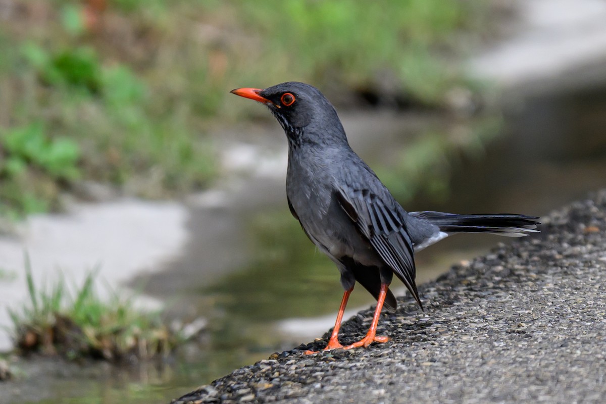 Eastern Red-legged Thrush - ML645302239