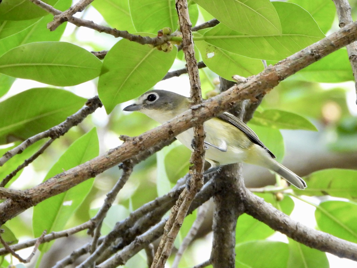 eremittvireo - ML645302253