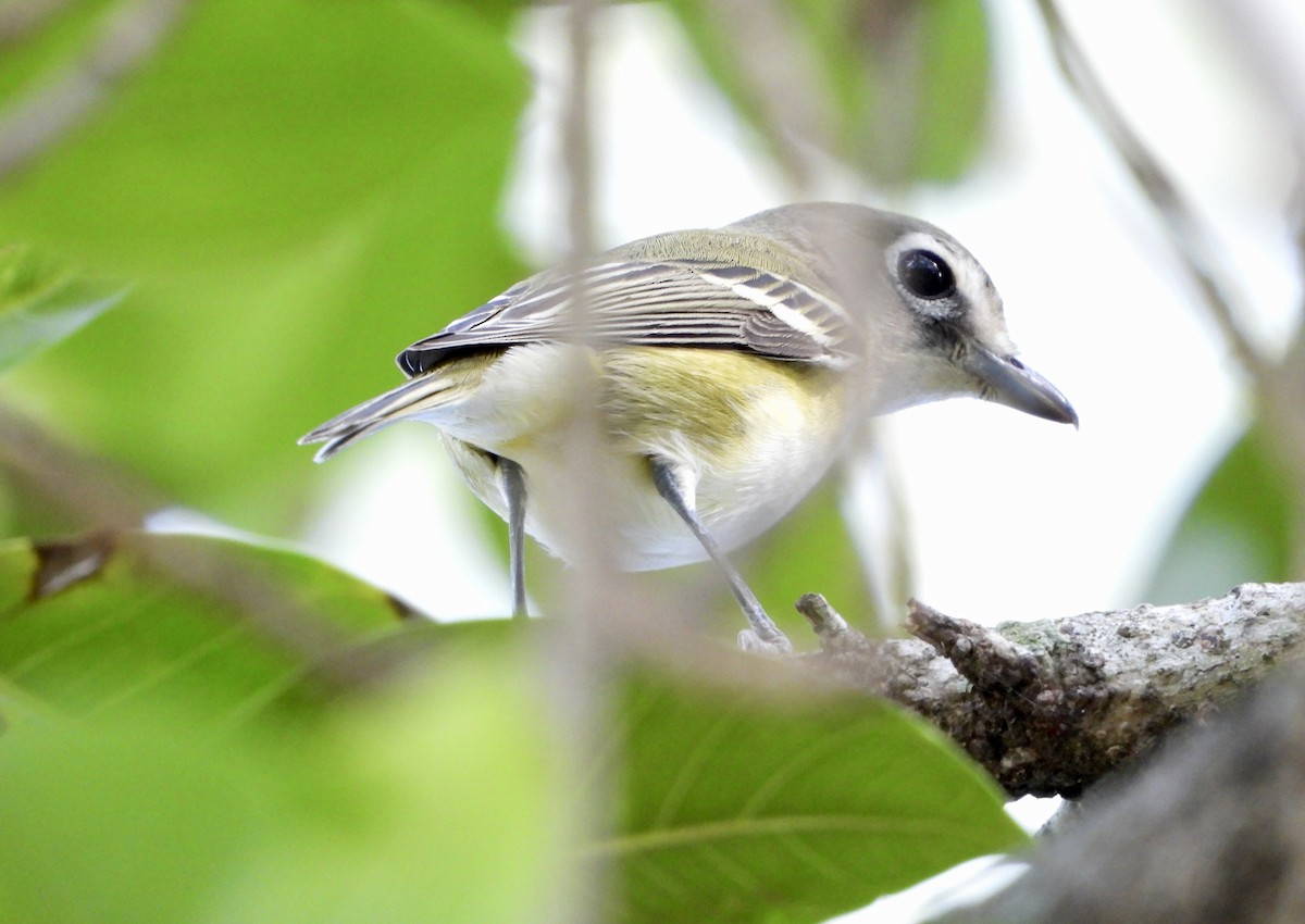eremittvireo - ML645302254