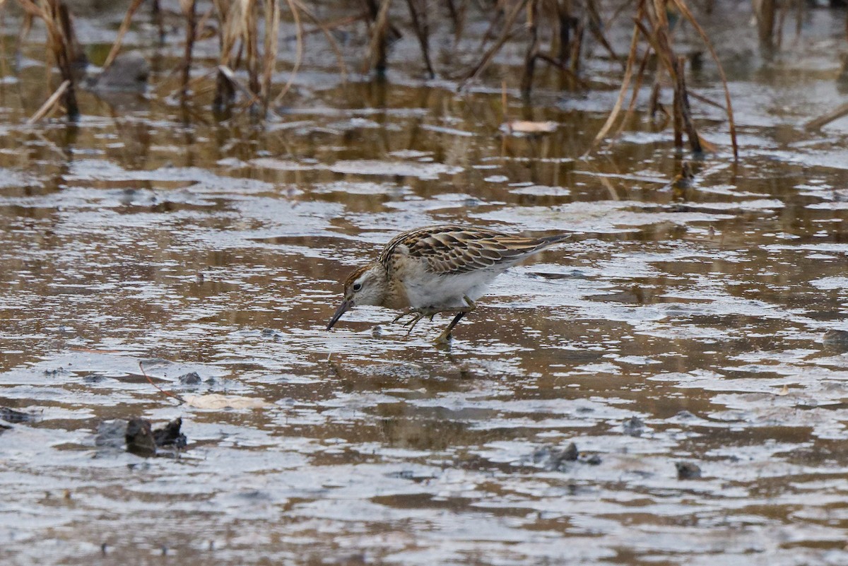 Sharp-tailed Sandpiper - ML645302261