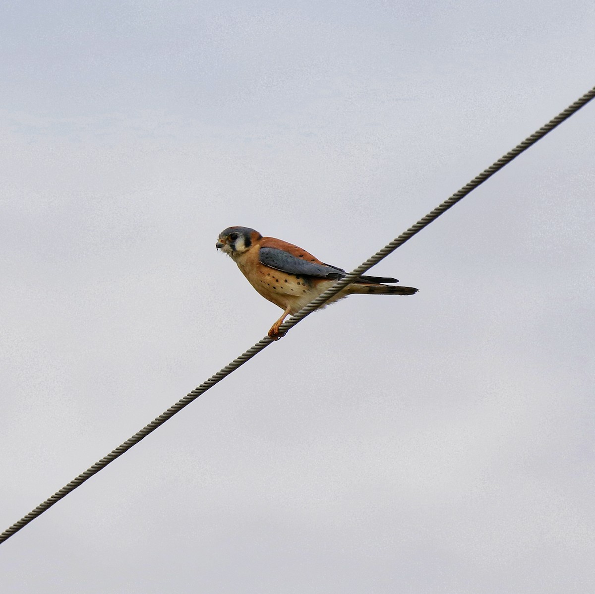 Belatz amerikarra - ML645302268