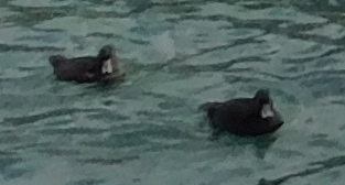 Yeni Zelanda Patkası - ML645302269