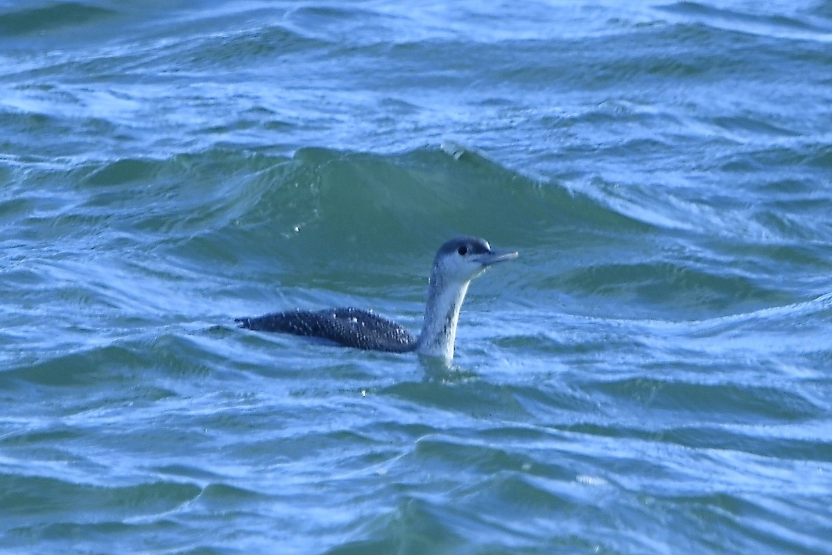 צוללן אדום-גרון - ML645302270