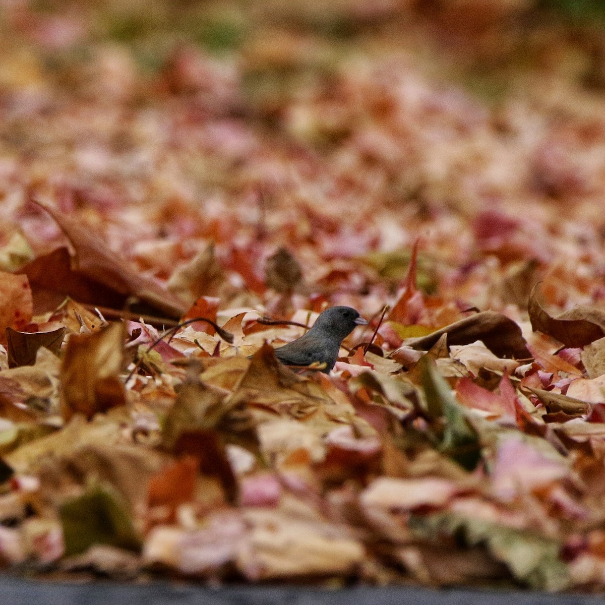 Dark-eyed Junco - ML645302277