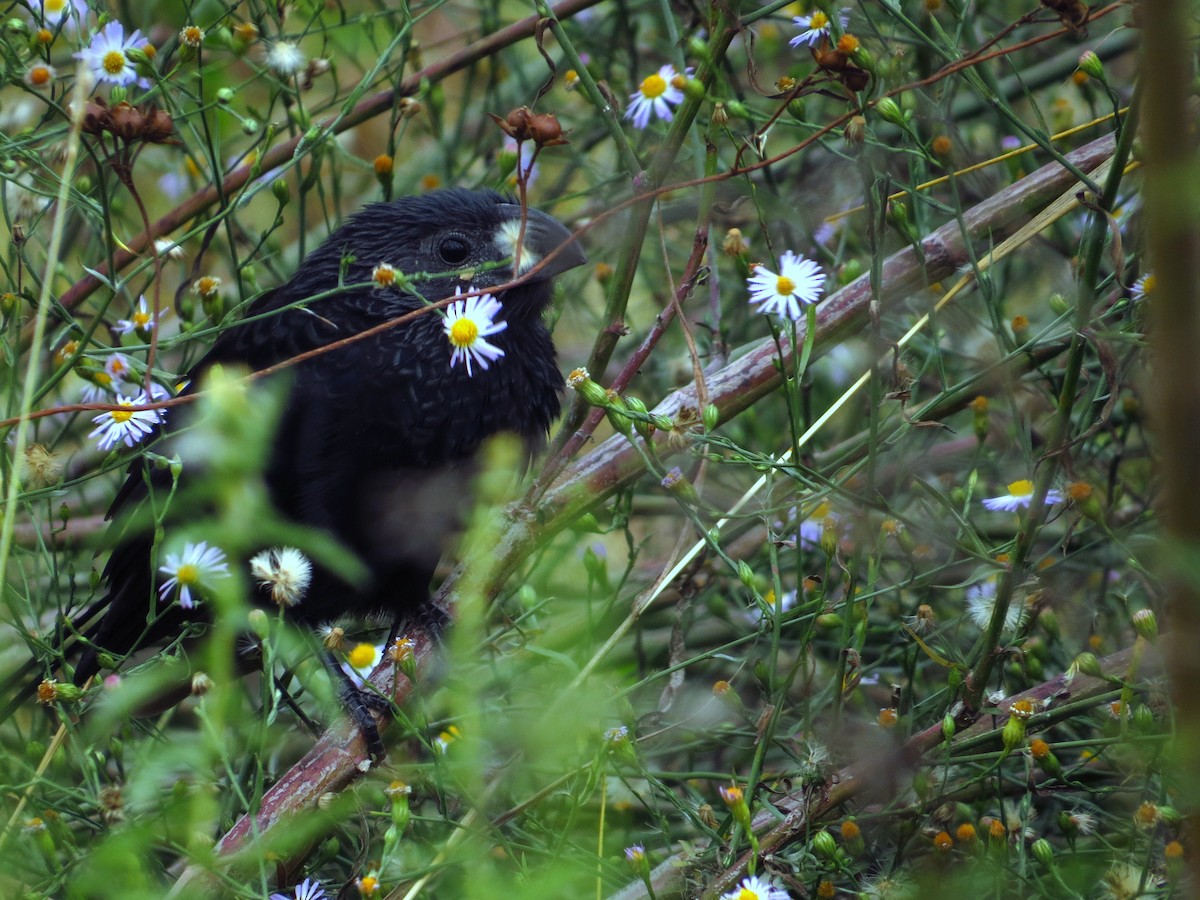 Groove-billed Ani - ML645302281