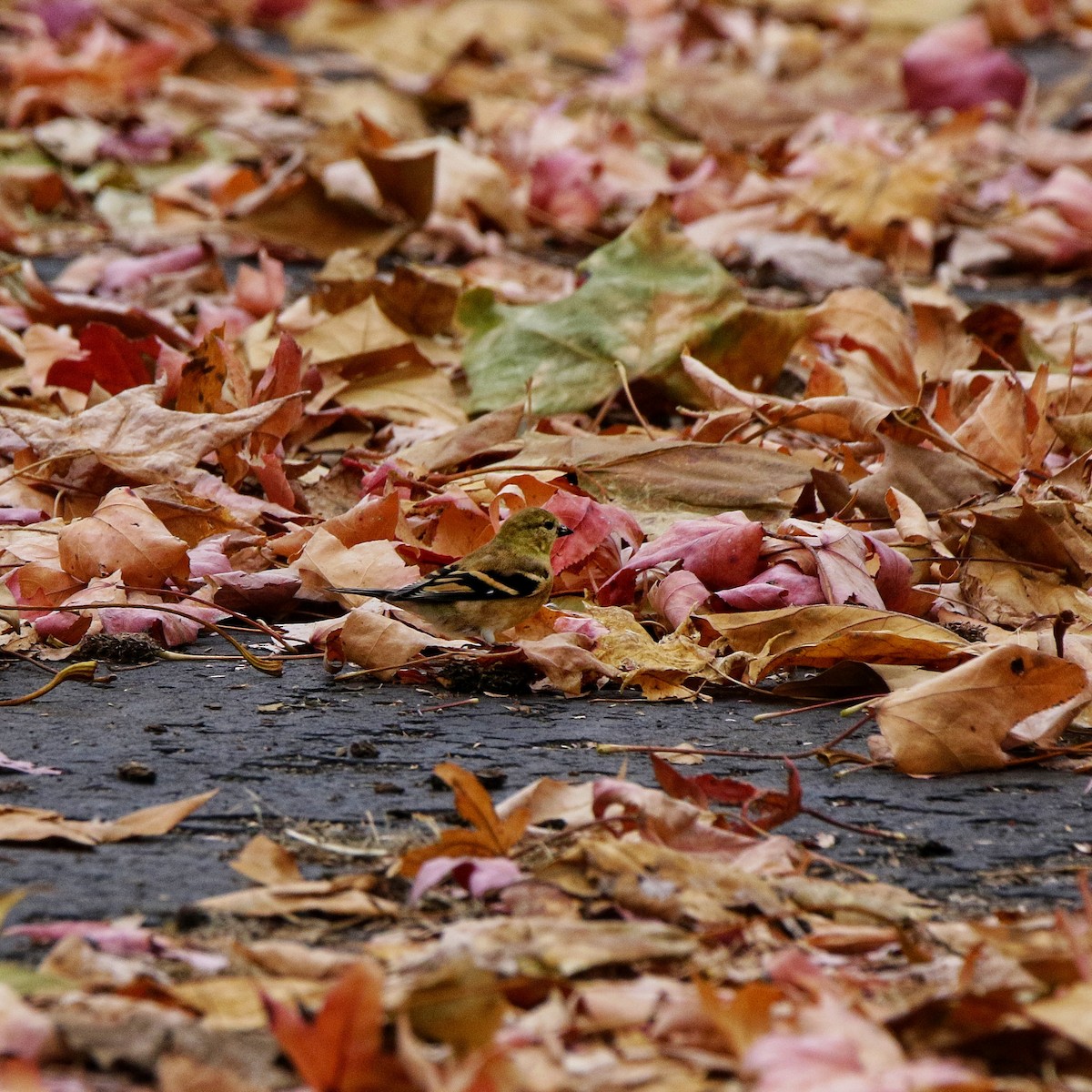 American Goldfinch - ML645302283