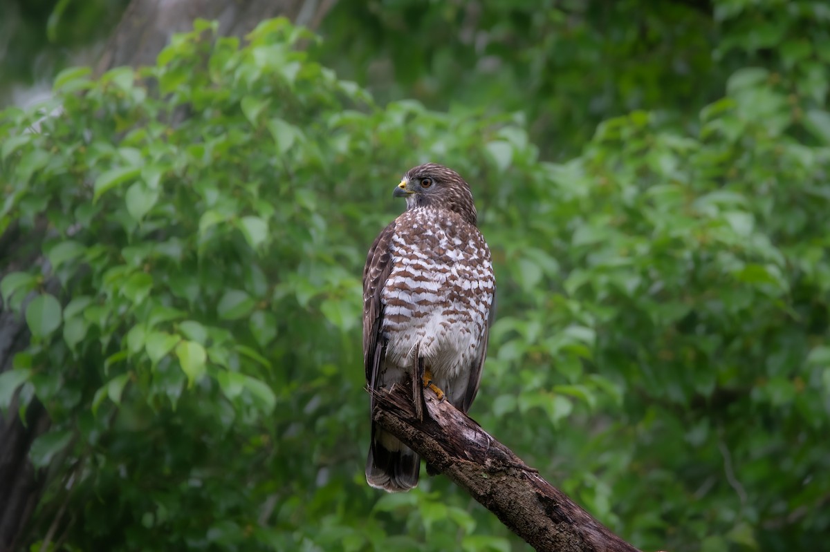Broad-winged Hawk - ML645302287