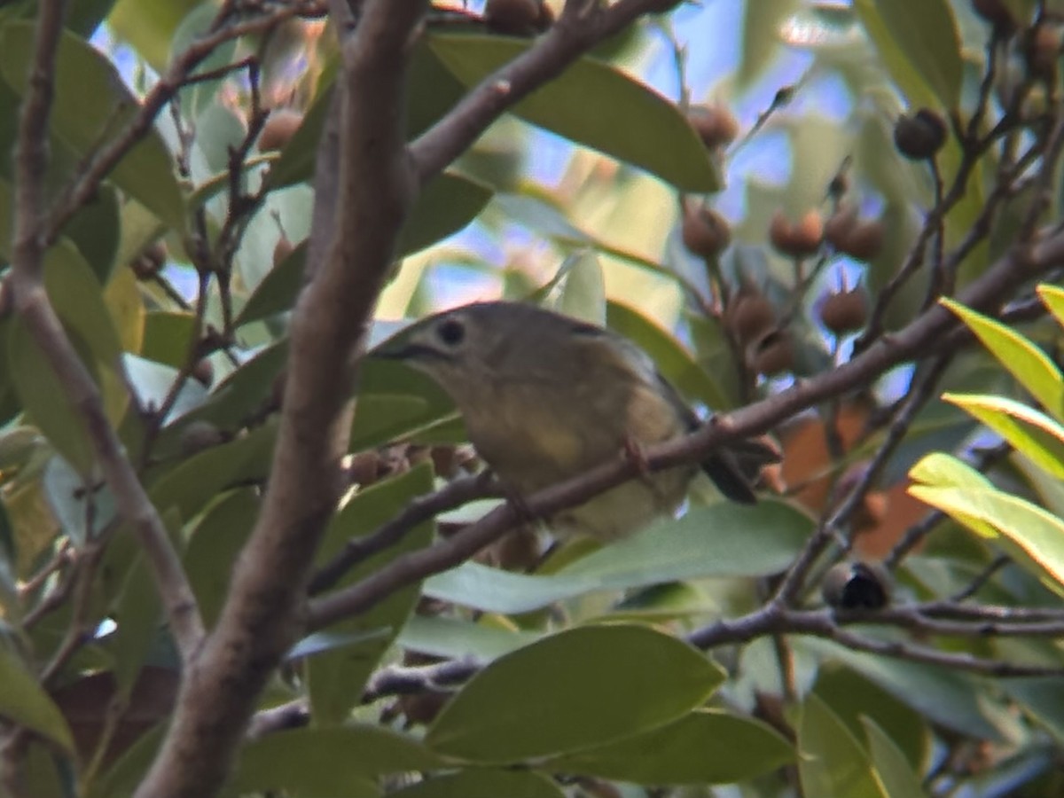 Goldcrest - ML645302295
