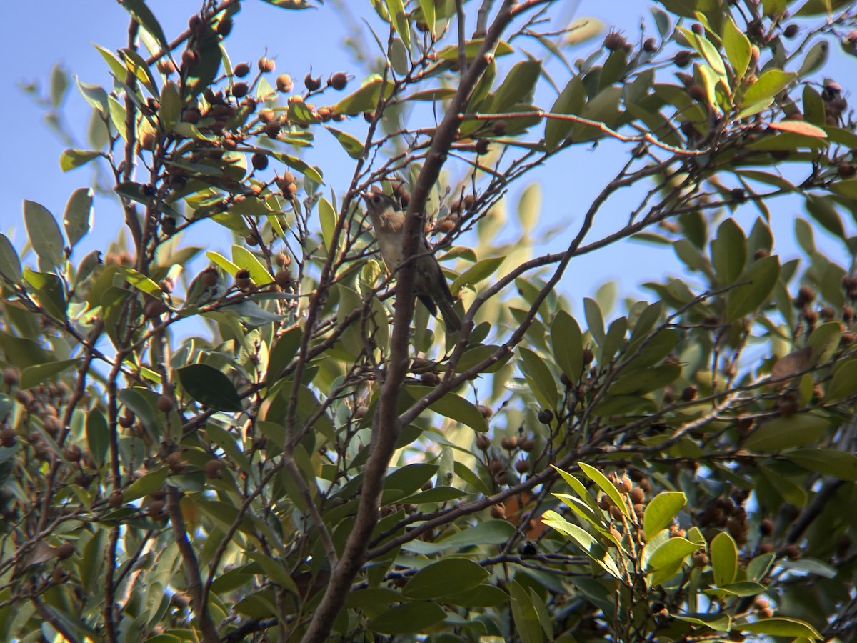 Goldcrest - ML645302296