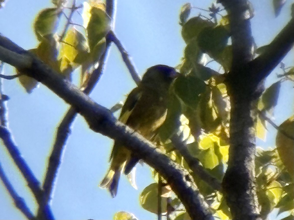Oriental Greenfinch - ML645302301