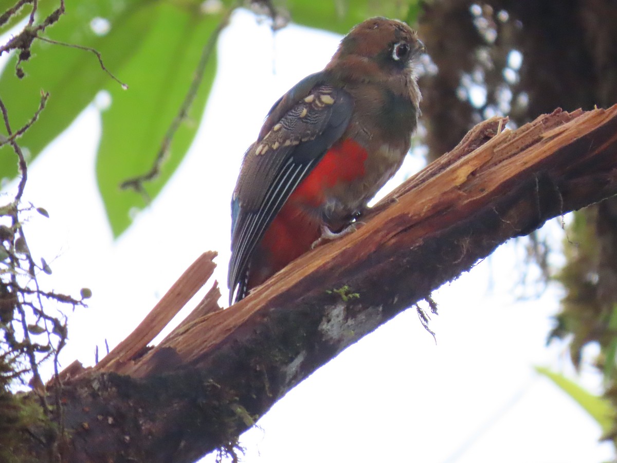 Collared Trogon - ML645302302