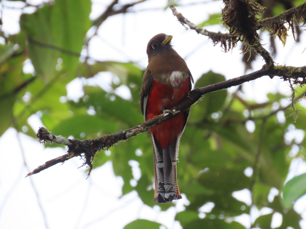 Collared Trogon - ML645302303