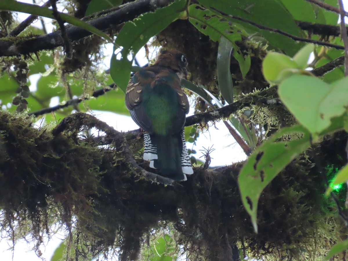 Collared Trogon - ML645302304