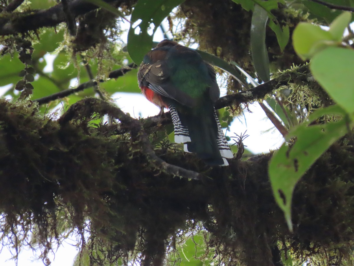 Collared Trogon - ML645302305