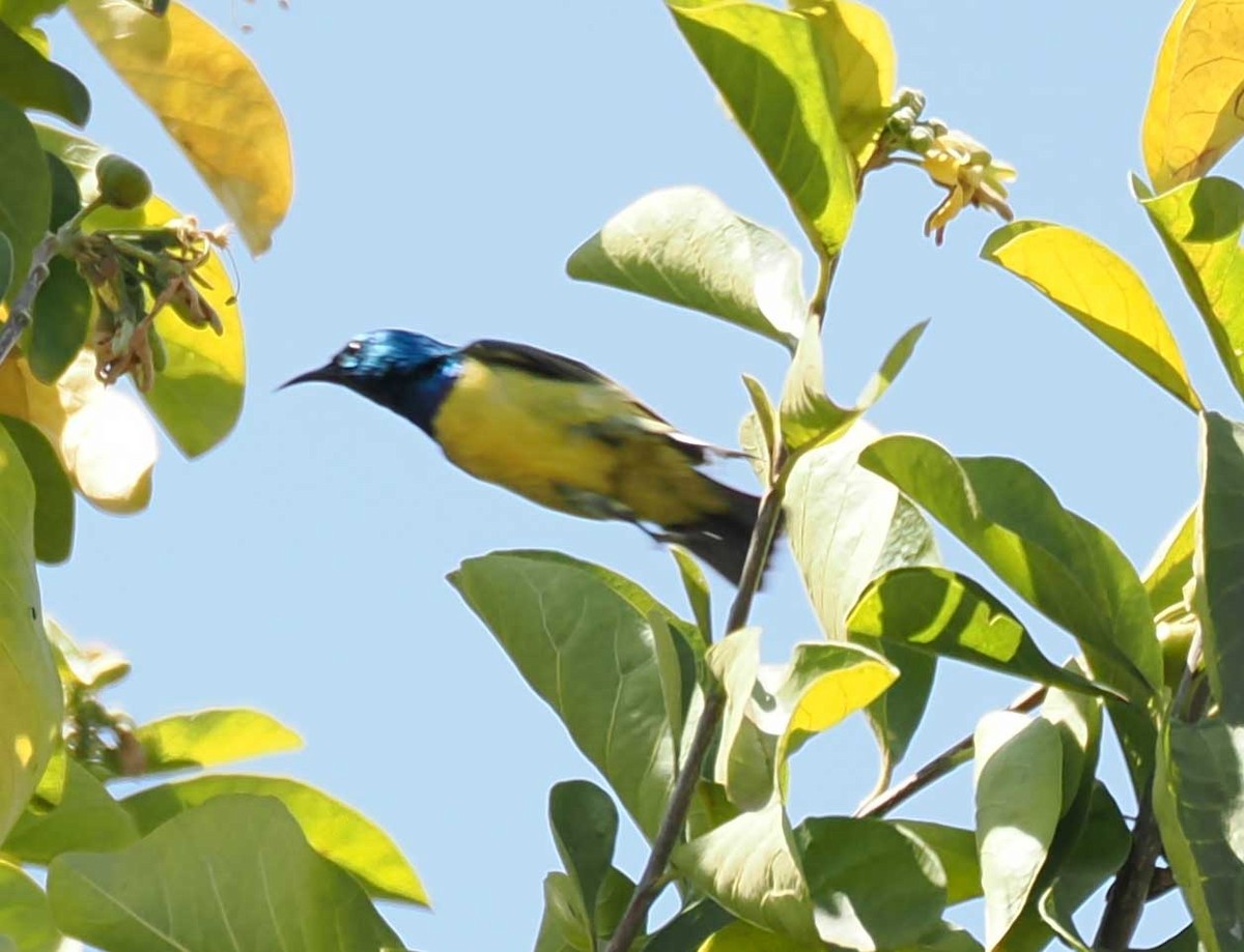 Collared Sunbird - ML645302306